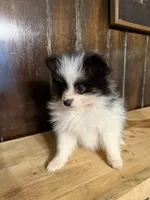 Benab , a male Pomeranian for sale in Fort Wayne, IN – 4 of 4