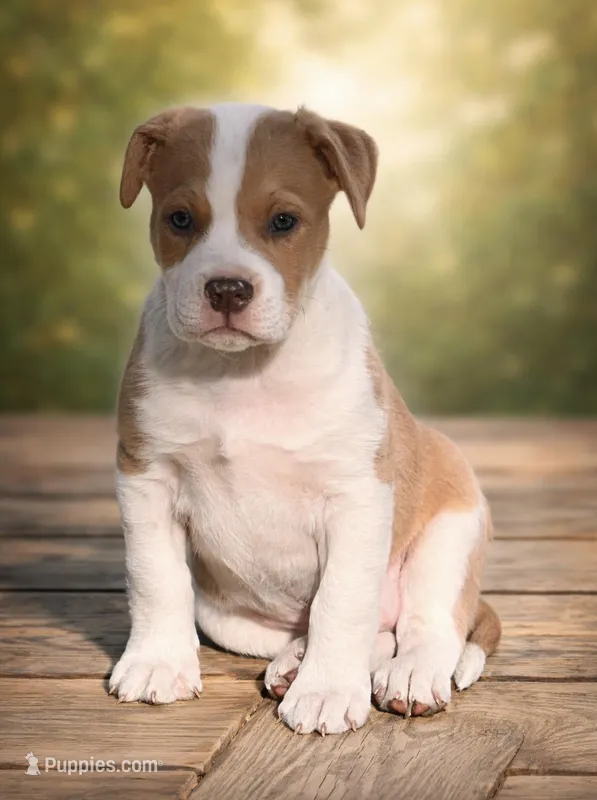 Albert , a male American Bulldog for sale in Fort Wayne, IN – Photo 1 of 1