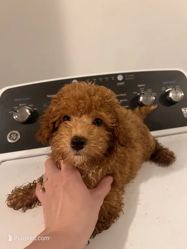 Tulip  – Poodle - Toy  puppy for sale in Fort Wayne, IN