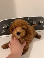 Tulip , a female Poodle - Toy  for sale in Fort Wayne, IN – 1 of 2