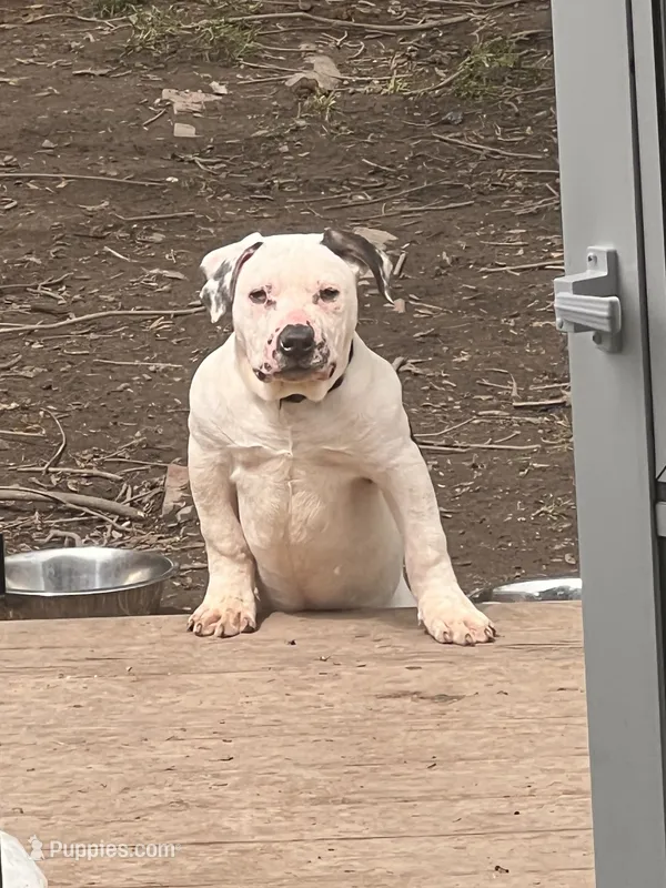 Madox – American Bully puppy for sale in Fort Wayne, IN
