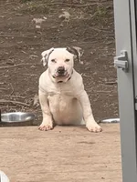 Madox, a male American Bully for sale in Fort Wayne, IN – 1 of 3