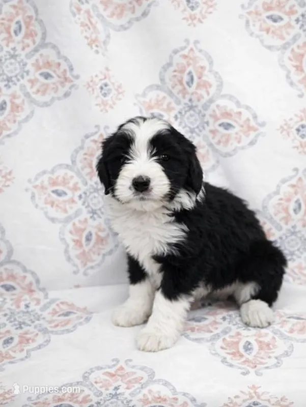 Casey  – Miniature Aussiedoodle puppy for sale in Fort Wayne, IN