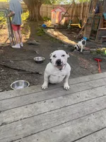 Madox, a male American Bully for sale in Fort Wayne, IN – 3 of 3