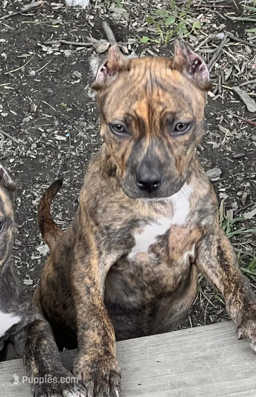 Tiger Lilly  – American Bully puppy for sale in Fort Wayne, IN