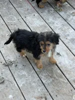Rachel , a female Yorkshire Terrier and Poodle - Toy  for sale in Fort Wayne, IN – 3 of 5