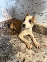 Harper, a female American Pit Bull Terrier for sale in Fort Wayne, IN – 2 of 3