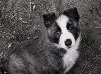 Buster , a male Border Collie for sale in Fort Wayne, IN – 3 of 3