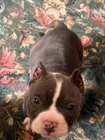 Gamora , a female American Bully for sale in Fort Wayne, IN – 2 of 4