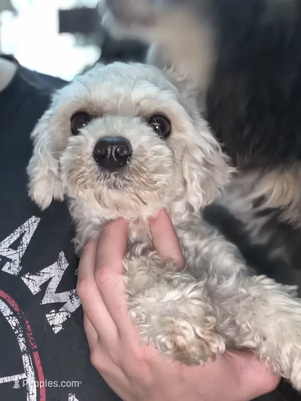 Penny  – Cavapoo puppy for sale in Fort Wayne, IN
