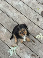Rachel , a female Yorkshire Terrier and Poodle - Toy  for sale in Fort Wayne, IN – 5 of 5