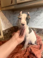 Blue , a male American Bully for sale in Fort Wayne, IN – 2 of 3