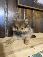 Tito, a male Pomeranian for sale in Fort Wayne, IN – 4 of 5
