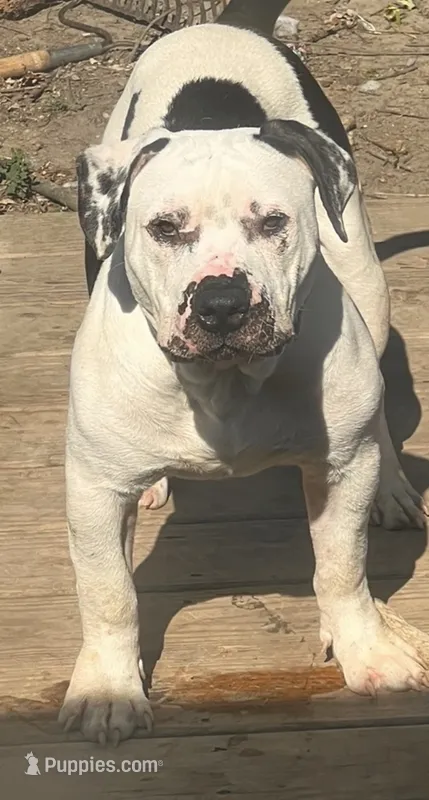 Snoopy-FREE loving home only  – American Bully puppy for sale in Fort Wayne, IN