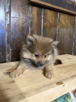 Tito, a male Pomeranian for sale in Fort Wayne, IN – 3 of 5