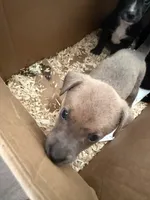 Mimi, a female Labrador Retriever and Miniature Australian Shepherd for sale in Fort Wayne, IN – 1 of 1