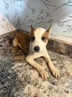 Harper, a female American Pit Bull Terrier for sale in Fort Wayne, IN – 3 of 3