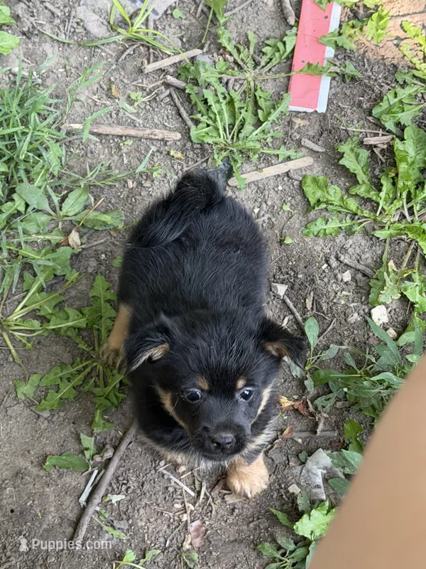 Riley  – German Spitz, Yorkshire Terrier puppy for sale in Fort Wayne, IN