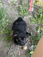 Riley , a male German Spitz and Yorkshire Terrier for sale in Fort Wayne, IN – 1 of 2