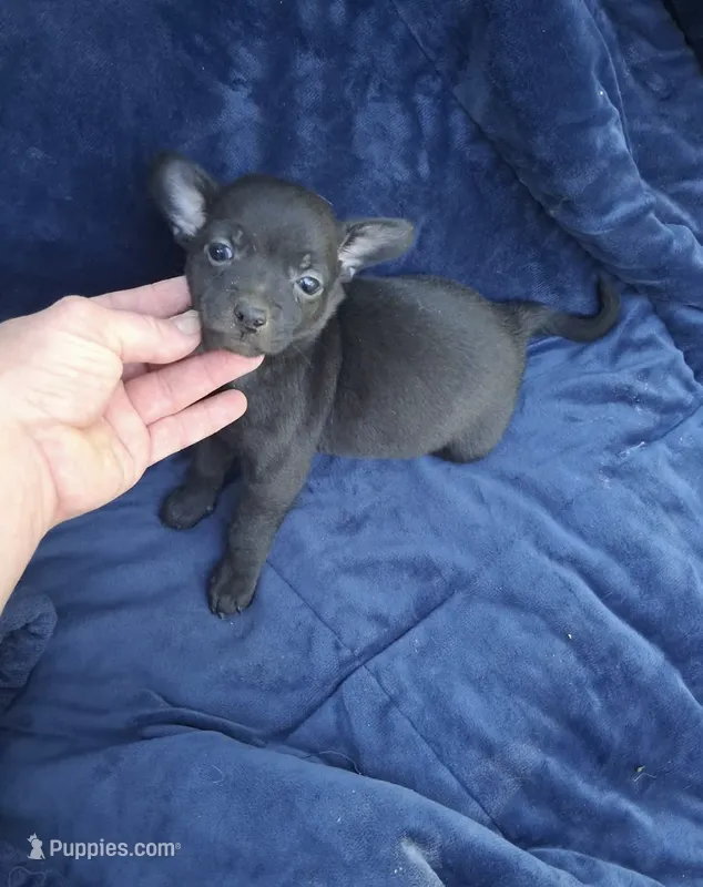 Sonic  – Chihuahua puppy for sale in Fort Wayne, IN