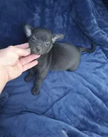 Sonic , a male Chihuahua for sale in Fort Wayne, IN – 1 of 1