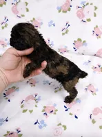 Henry, a male Poodle - Toy  for sale in Fort Wayne, IN – Photo 2 of 2