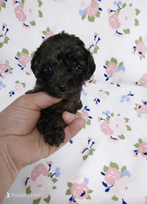 Henry – Poodle - Toy  puppy for sale in Fort Wayne, IN