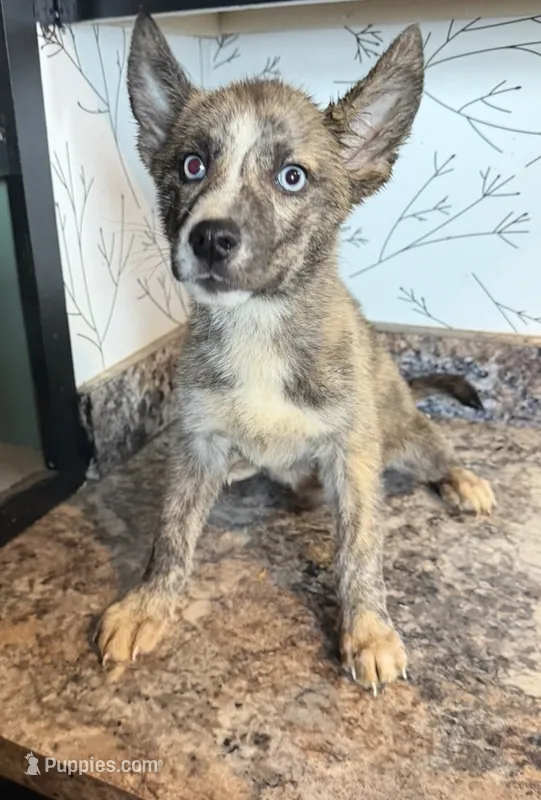 Kena – Belgian Malinois, Siberian Husky puppy for sale in Fort Wayne, IN