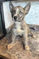 Kena, a female Belgian Malinois and Siberian Husky for sale in Fort Wayne, IN – 1 of 1