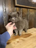 Freya , a female Pomeranian for sale in Fort Wayne, IN – 3 of 4