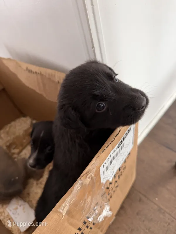 Cc – Labrador Retriever, Miniature Australian Shepherd puppy for sale in Fort Wayne, IN