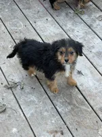 Rachel , a female Yorkshire Terrier and Poodle - Toy  for sale in Fort Wayne, IN – 2 of 5
