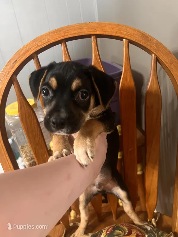 Jenson  – Rat Terrier, Pug puppy for sale in Fort Wayne, IN