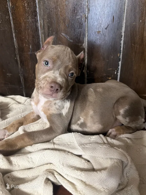 Mac  – American Bully puppy for sale in Fort Wayne, IN