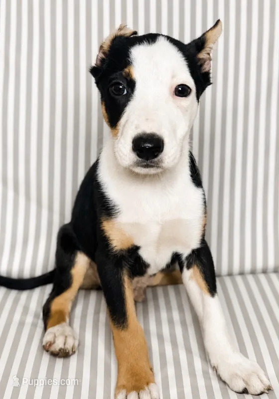 Vinny – American Pit Bull Terrier puppy for sale in Fort Wayne, IN
