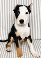Vinny, a male American Pit Bull Terrier for sale in Fort Wayne, IN – 1 of 2