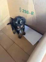 Moose, a male Cavapoo for sale in Fort Wayne, IN – 2 of 2