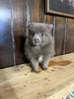 Freya , a female Pomeranian for sale in Fort Wayne, IN – 4 of 4