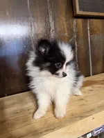 Benab , a male Pomeranian for sale in Fort Wayne, IN – 2 of 4