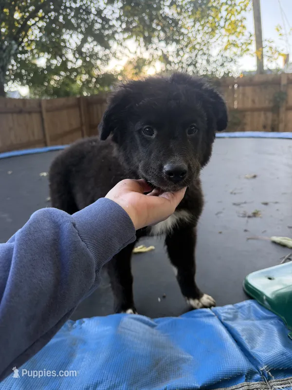 Mona  – German Shepherd Dog, Newfoundland puppy for sale in Fort Wayne, IN