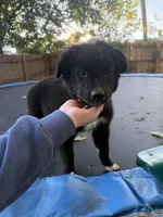 Mona , a female German Shepherd Dog and Newfoundland for sale in Fort Wayne, IN – 1 of 2