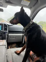 Opie , a male Doberman Pinscher for sale in Fort Wayne, IN – 2 of 4