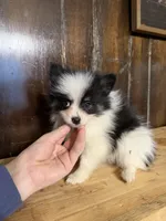 Sparky , a male Pomeranian for sale in Fort Wayne, IN – 2 of 5
