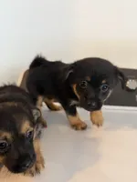 Riley , a male German Spitz and Yorkshire Terrier for sale in Fort Wayne, IN – 2 of 2