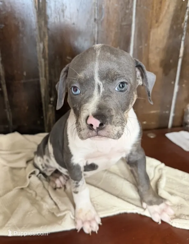 Bluey  – American Bully puppy for sale in Fort Wayne, IN