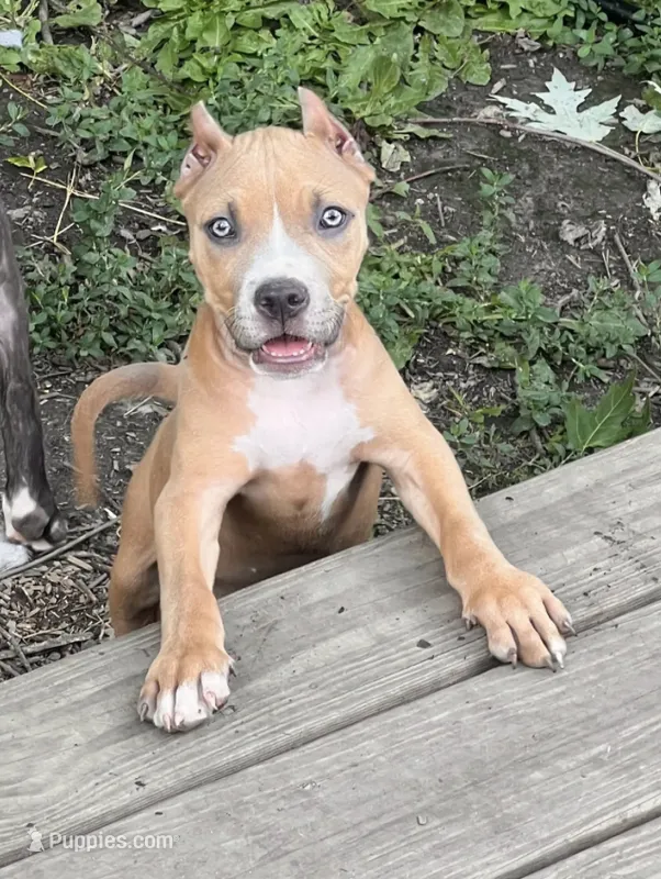 Regina  – American Bully puppy for sale in Fort Wayne, IN
