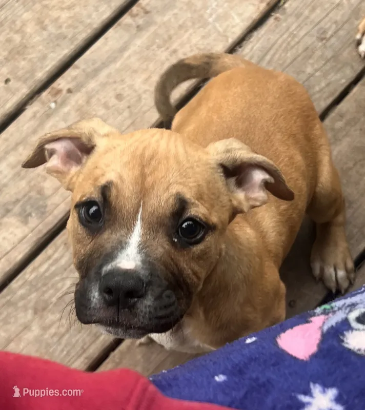 Bruce XL bully – American Bully puppy for sale in Fort Wayne, IN