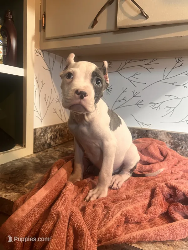 Blue  – American Bully puppy for sale in Fort Wayne, IN