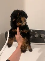 Diesel , a male Poodle - Toy  for sale in Fort Wayne, IN – 2 of 3