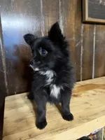 Petunia, a female Pomchi for sale in Fort Wayne, IN – 3 of 3